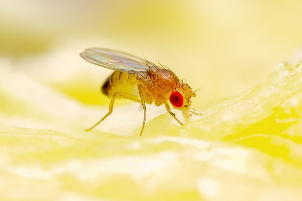 Tropical Fruit Fly Drosophila Diptera Parasite Insect Pest on Ri